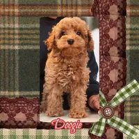 Doogie, a male Poodle - Toy  for sale in Watertown, TN – 1 of 1