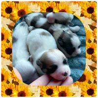 Rudy, a male Shichon for sale in Lebanon, TN – 2 of 2