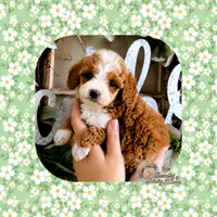 Maisie, a female Cavapoo for sale in Watertown, TN – 3 of 3