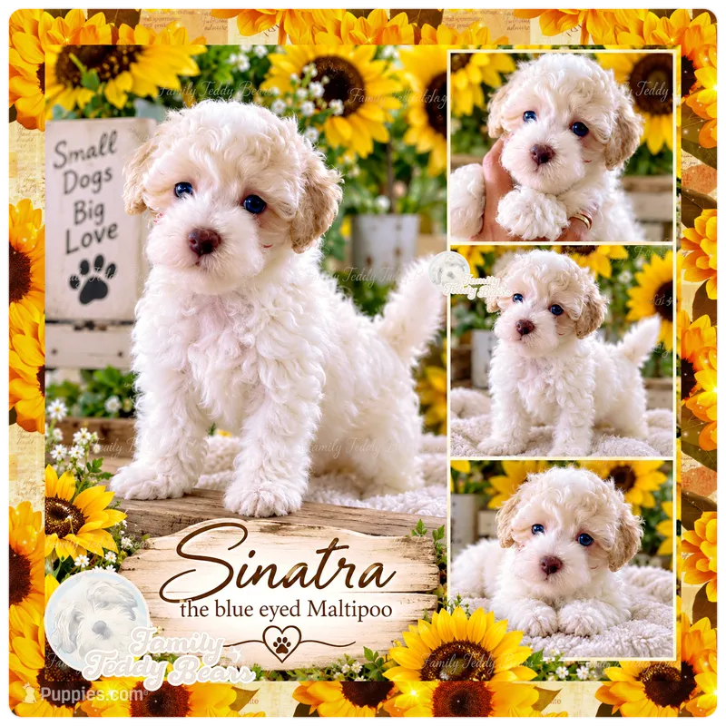Sinatra  – Maltipoo puppy for sale in Lebanon, TN