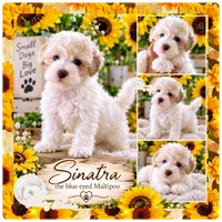 Sinatra , a male Maltipoo for sale in Lebanon, TN – 1 of 1