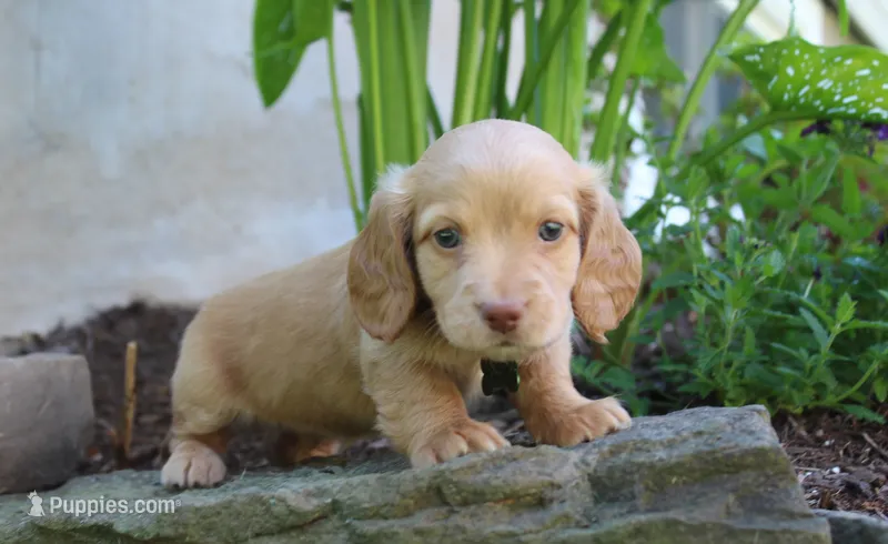 Hunter – Miniature Dachshund puppy for sale in Morris, PA