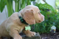 Hunter, a male Miniature Dachshund for sale in Morris, PA – 3 of 3