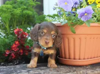 Skye, a female Miniature Dachshund for sale in Morris, PA – 3 of 3
