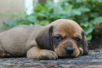 Marshall, a male Miniature Dachshund for sale in Morris, PA – 3 of 3