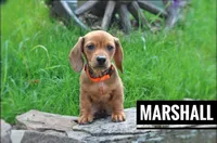 Marshall, a male Miniature Dachshund for sale in Morris, PA – 3 of 3