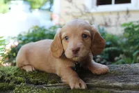 Hunter, a male Miniature Dachshund for sale in Morris, PA – 2 of 3