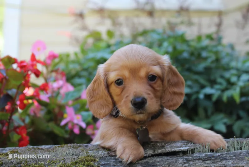 Rosie  – Miniature Dachshund puppy for sale in Morris, PA