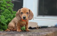 Marshall, a male Miniature Dachshund for sale in Morris, PA – 2 of 3