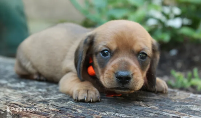 Marshall – Miniature Dachshund puppy for sale in Morris, PA