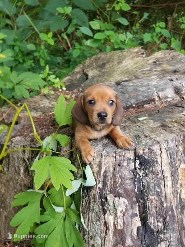 Marshall – Miniature Dachshund puppy for sale in Morris, PA