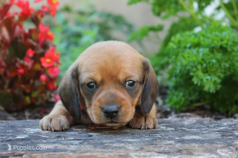 Marshall – Miniature Dachshund puppy for sale in Morris, PA