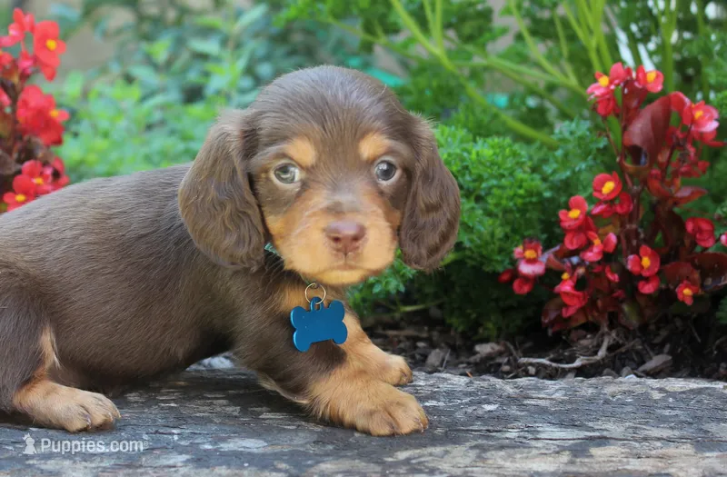 Skye – Miniature Dachshund puppy for sale in Morris, PA
