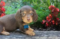 Skye, a female Miniature Dachshund for sale in Morris, PA – 1 of 3