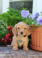 Rosie , a female Miniature Dachshund for sale in Morris, PA – 2 of 2