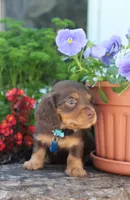 Skye, a female Miniature Dachshund for sale in Morris, PA – 2 of 3