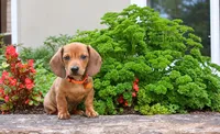 Marshall, a male Miniature Dachshund for sale in Morris, PA – 1 of 3