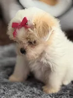 Ivory, a female Poodle - Toy  and Miniature Dachshund for sale in Atlanta, GA – Photo 3 of 3