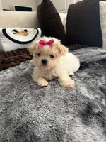 Ivory, a female Poodle - Toy  and Miniature Dachshund for sale in Atlanta, GA – Photo 1 of 3