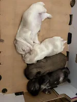 Peeta, a male Shih Tzu for sale in Choctaw, OK – Photo 7 of 8