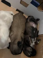 Peeta, a male Shih Tzu for sale in Choctaw, OK – Photo 8 of 8