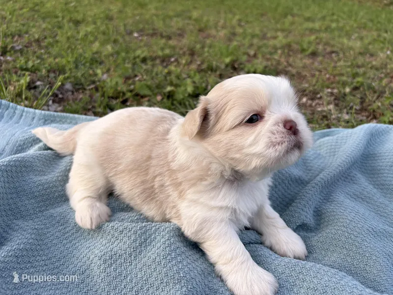 Peeta – Shih Tzu puppy for sale in Choctaw, OK