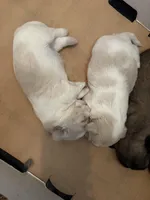 Peeta, a male Shih Tzu for sale in Choctaw, OK – Photo 5 of 8