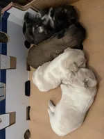 Peeta, a male Shih Tzu for sale in Choctaw, OK – Photo 6 of 8