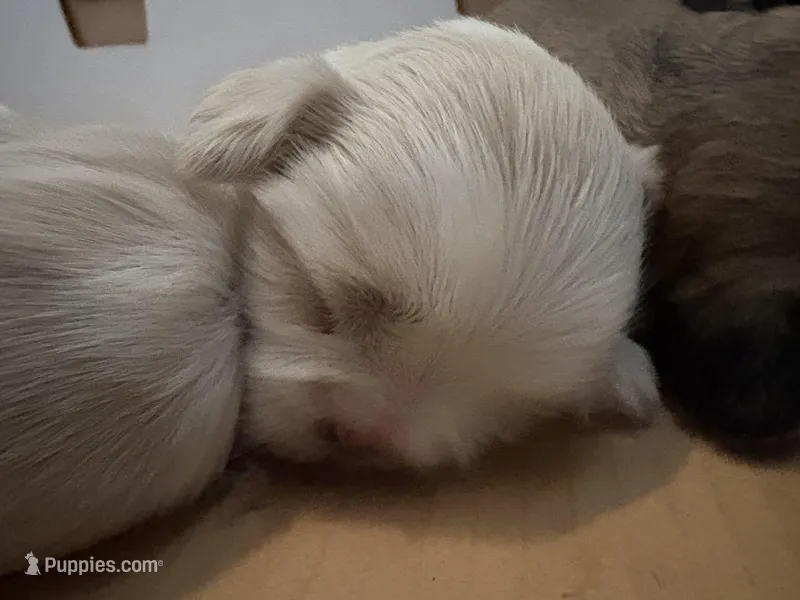 Peeta – Shih Tzu puppy for sale in Choctaw, OK