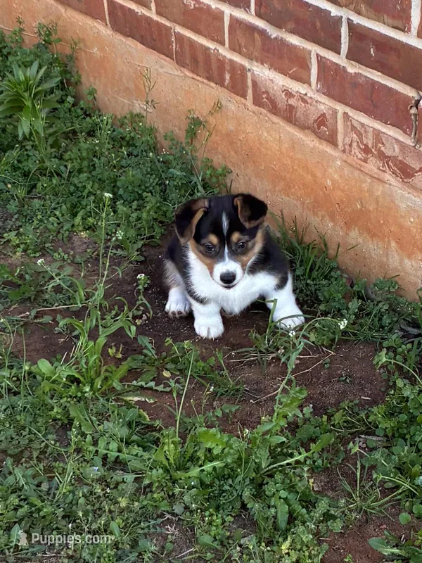 Fauna – Pembroke Welsh Corgi puppy for sale in Choctaw, OK