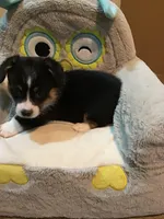 Fauna, a female Pembroke Welsh Corgi for sale in Choctaw, OK – Photo 2 of 3