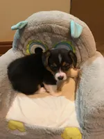 Fauna, a female Pembroke Welsh Corgi for sale in Choctaw, OK – Photo 1 of 3