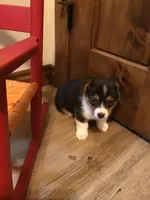 Fauna, a female Pembroke Welsh Corgi for sale in Choctaw, OK – Photo 3 of 3