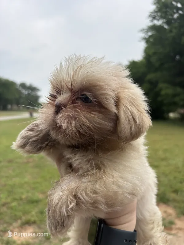 Finnick – Shih Tzu puppy for sale in Choctaw, OK