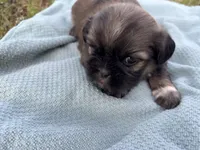 Katniss, a female Shih Tzu for sale in Choctaw, OK – Photo 2 of 3