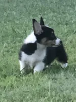 WILMA, a female Pembroke Welsh Corgi for sale in Choctaw, OK – Photo 5 of 9