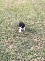 WILMA, a female Pembroke Welsh Corgi for sale in Choctaw, OK – Photo 2 of 9