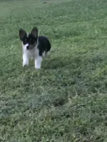 WILMA, a female Pembroke Welsh Corgi for sale in Choctaw, OK – Photo 7 of 9