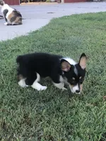 WILMA, a female Pembroke Welsh Corgi for sale in Choctaw, OK – Photo 8 of 9
