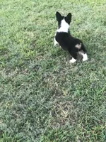 WILMA, a female Pembroke Welsh Corgi for sale in Choctaw, OK – Photo 9 of 9