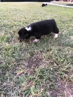 WILMA, a female Pembroke Welsh Corgi for sale in Choctaw, OK – Photo 6 of 9