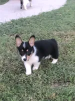 WILMA, a female Pembroke Welsh Corgi for sale in Choctaw, OK – Photo 1 of 9
