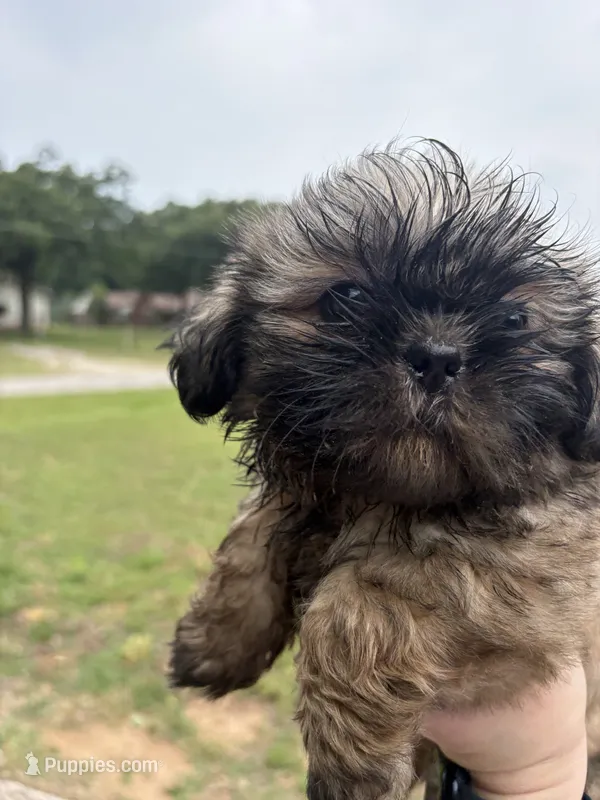 Haymitch – Shih Tzu puppy for sale in Choctaw, OK