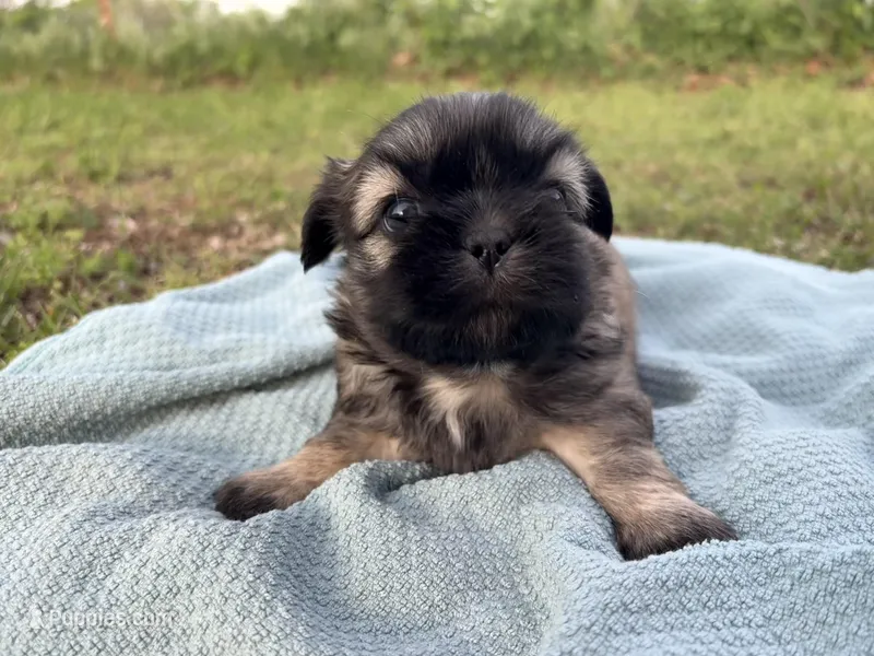Haymitch – Shih Tzu puppy for sale in Choctaw, OK