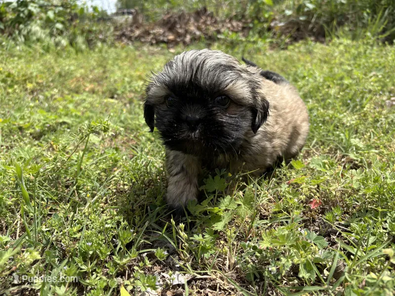 Haymitch – Shih Tzu puppy for sale in Choctaw, OK