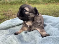 Haymitch, a male Shih Tzu for sale in Choctaw, OK – Photo 2 of 2