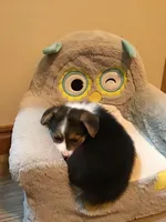 Flora , a female Pembroke Welsh Corgi for sale in Choctaw, OK – Photo 2 of 2