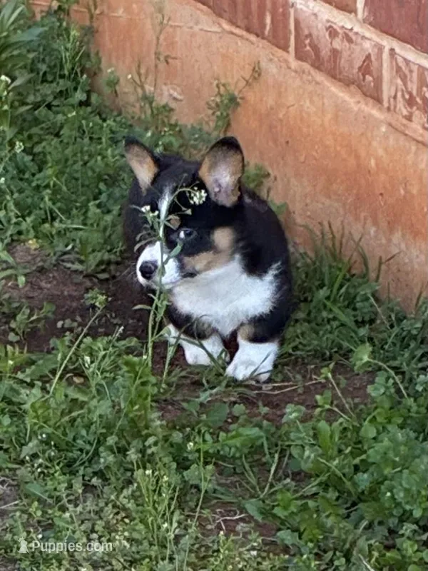 Flora  – Pembroke Welsh Corgi puppy for sale in Choctaw, OK