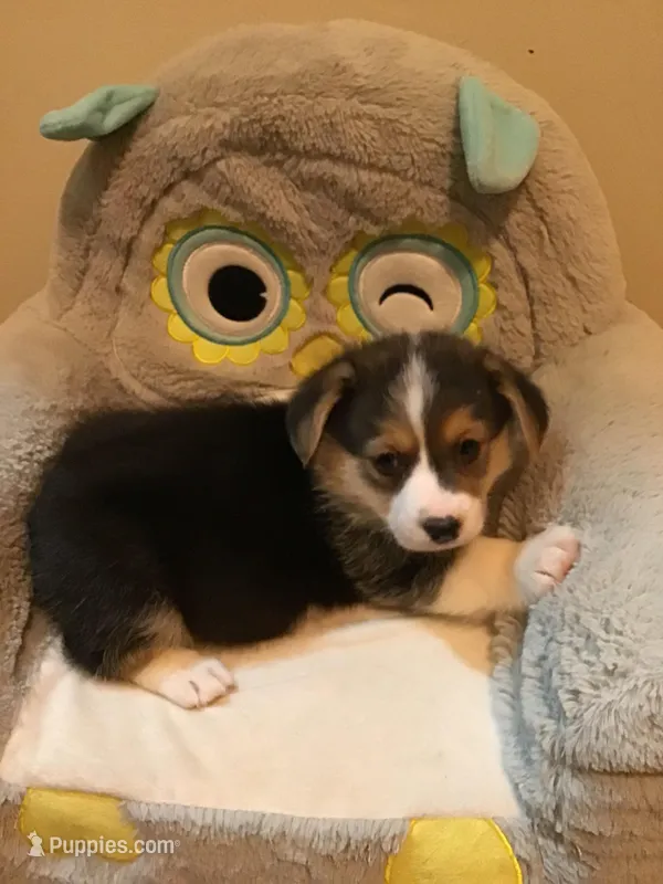 Flora , a female Pembroke Welsh Corgi for sale in Choctaw, OK – Photo 1 of 2