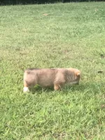 BUBBLES, a female Pembroke Welsh Corgi for sale in Choctaw, OK – Photo 5 of 7